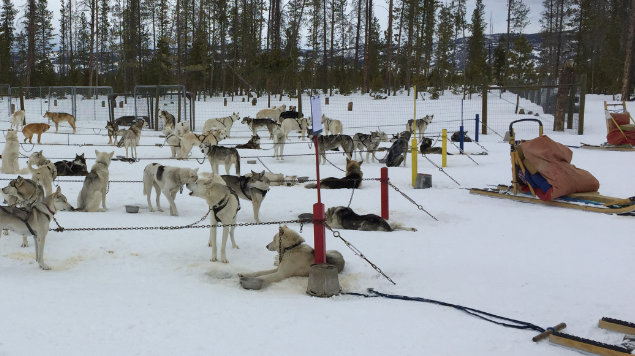 LEARN TO DRIVE A DOGSLED