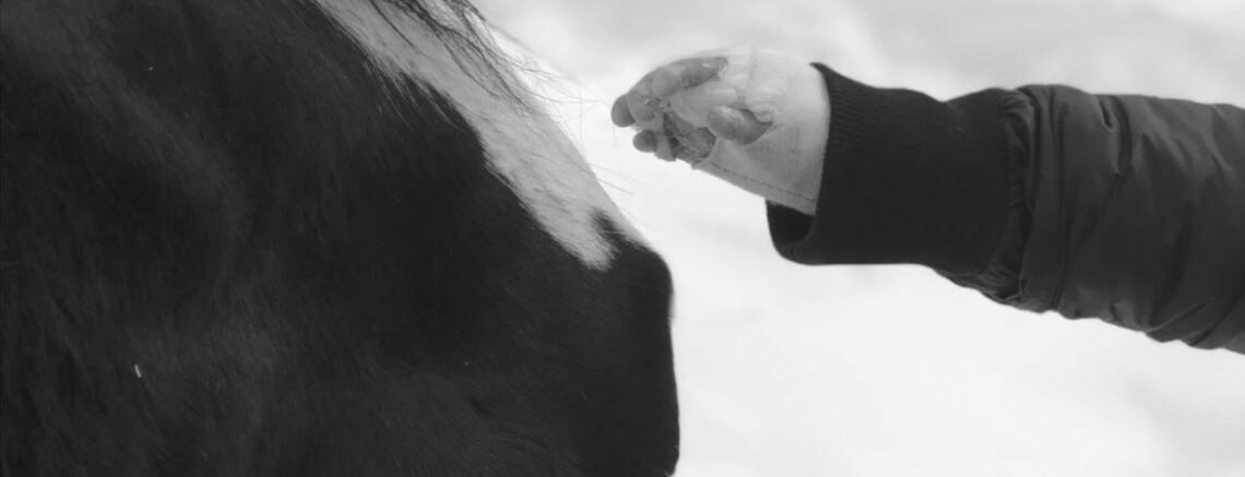 hands-with-horse