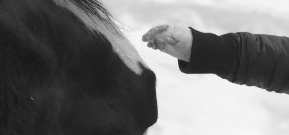 hands-with-horse